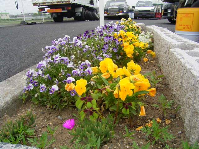 ファインオート(2枚目)
