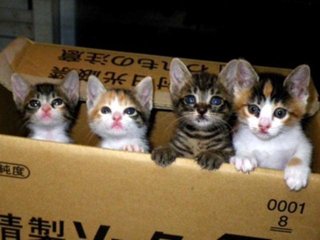 タント カスタムＸ　整備保証付き　禁煙車　スマートキー　パワースライドドア　ＡＢＳ　ＣＶＴ　純正１４インチアルミ　ディスチャージ（2枚目）