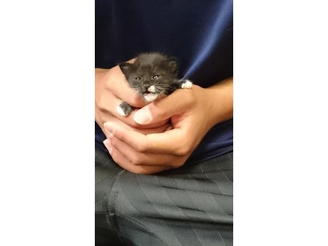 タント カスタムＸリミテッド　整備保証付き　禁煙車　パワースライドドア　スマートキー　ＡＢＳ　ＣＶＴ　純正１４インチアルミ　フルエアロ（2枚目）