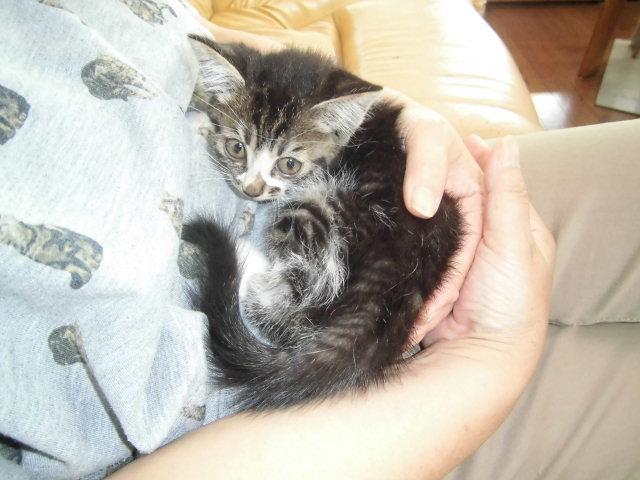 タント Ｌ　整備保証付　禁煙車　キーレス　アイドリングストップ　ナビ＆ワンセグ　ＡＢＳ　社外ＡＷ　左スライドドア（2枚目）