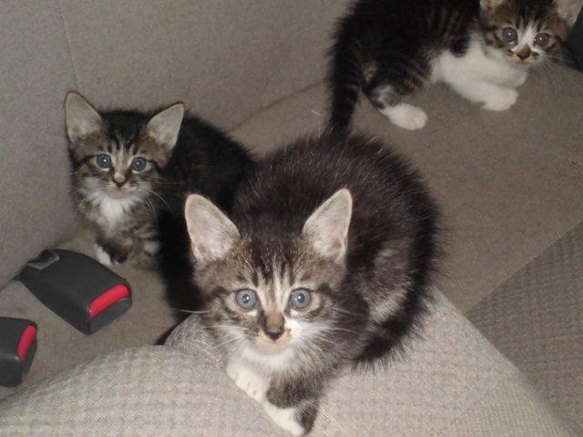 ���̐����Y��Ȃg�Q�X�N�̃~���w�X�y�V�����}�j���A���T���~�b�V�����ł���@�ւ͂�����񂷂����o�b�`���ǍD��