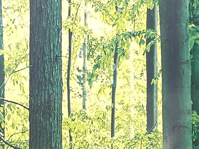 CX-5 XD ブラックトーンエディション 純正10型ナビ 全周囲カメラ 衝突被害軽減システム レーダークルーズ 禁煙車 電動リアゲート ハーフレザーシート パワーシート ドラレコ コーナーセンサー スマートキー LEDヘッド ETC(57枚目)