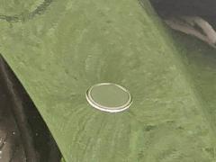 Ѥξ㳲ʪΤΤ餻Ƥڥꥢ󥹥ʡܡ 6