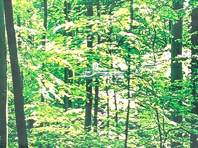 ノア ハイブリッドS-Z 快適利便PKG 三眼LED BSM 純正10.5型ディスプレイオーディオ デジタルインナーミラー 両側電動ドア バックカメラ 100V電源 衝突被害軽減システム レーダークルーズ 禁煙車 ドラレコ(51枚目)