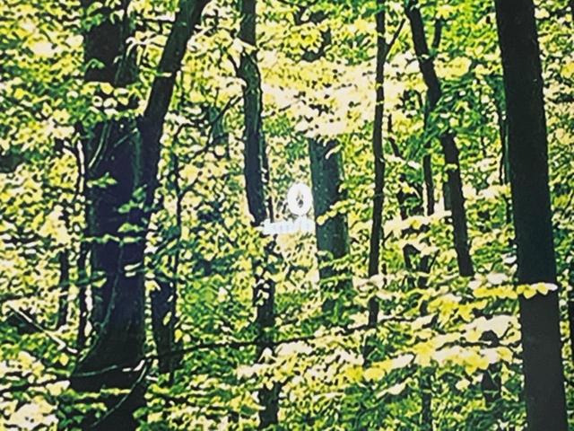 エクストレイル Ｇ　ｅ－４ＯＲＣＥ　１２．３型ナビ　全周囲カメラ　衝突被害軽減システム　プロパイロット　禁煙車　電動リアゲート　全席シートヒーター　コーナーセンサー　スマートキー　ＬＥＤヘッド　ＥＴＣ２．０（34枚目）