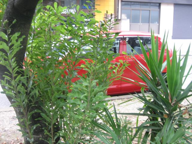 ３６型は赤が似合う