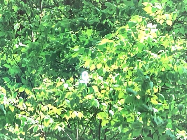 セレナ e-パワー ルキシオン 純正エアロ 純正12.3型ディスプレイ 両側電動ドア 全周囲カメラ プロパイロット 禁煙車 レザーシート コーナーセンサー スマートキー LEDヘッド ETC 純正16インチアルミ オートライト(55枚目)