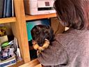 犬担当のレオです。前後のシート距離が近いのが魅力です。