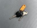 是非一度、実車を御覧ください。
