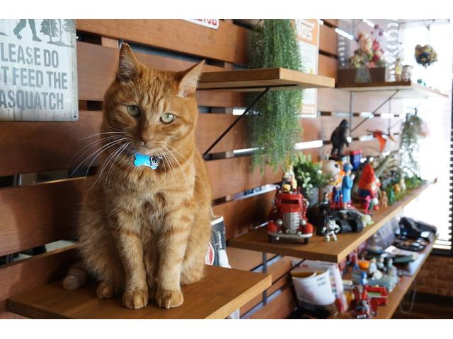 500 1.2 カルト ディスプレイオーディオ・クルコン・ブルートゥース・アップルカープレイ・アンドロイドオート・パドルシフト・ETC(58枚目)