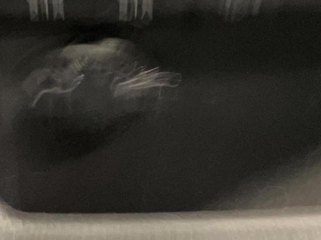 ヴォクシー ハイブリッドZSキラメキ2 保証書/純正 10インチ SDナビ/フリップダウンモニター 純正 12.8インチ/衝突安全装置/両側電動スライドドア/車線逸脱防止支援システム/ヘッドランプ LED/Bluetooth接続 ETC(33枚目)