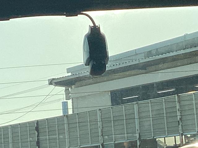 N-WGNカスタム Lホンダセンシング 当社元レンタカー 純正ナビ バックカメラ 前後ドラレコ 運転席シートヒーター 後部パーキングセンサー 純正アルミホイール LEDヘッドライト 追従型クルコン クリソナ ミュージックプレイヤー接続可(20枚目)