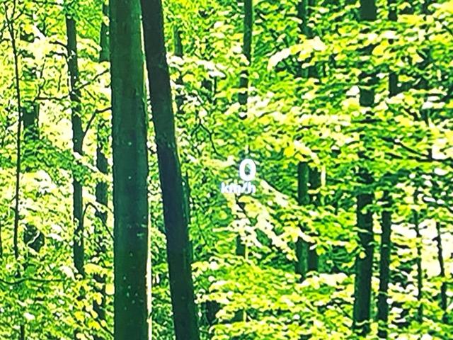 エクストレイル Ｇ　禁煙車　純正１２．３型ナビ　全周囲カメラ　プロパイロット　２トーンカラー　エマージェンシーブレーキ　ＥＴＣ２．０　ドラレコ　シートヒーター　パワーバックドア　パワーシート　ＬＥＤヘッド／フォグライト（46枚目）