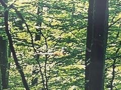 �ڥ��顼�إåɥ��åץǥ����ץ쥤�۸��ߤ�®�٤����Ծ����ǥ�����ɽ���Ǳ�ž�������Υ��饹����ơ����顼�դ��ǻ�ǧ����⤯����ž�������򤺤餵��ɬ�פʾ�����ǧ�Ǥ���ΤǤȤäƤ������ǰ¿��� 6