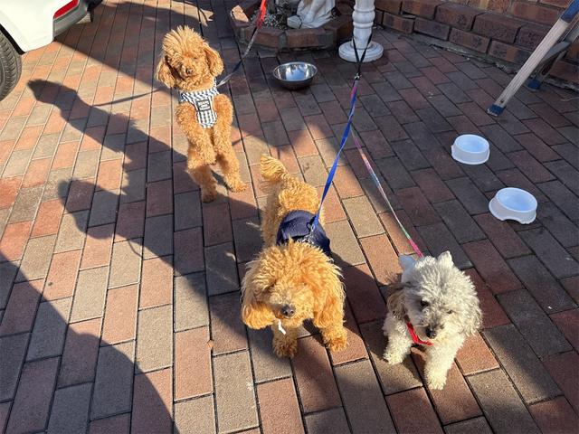 ジープ・コンパス ナイトイーグル　社外アルミホイールコーナーセンサアイドリングストップクルーズコントローラ　ＥＴＣ　スマートキー　横滑り防止　頸部衝撃緩和ヘッドレスト　ルーフレールパークアシスト　ＵＳＢ入力端子　Ｂｌｕｅｔｏｏｔｈ接続（43枚目）