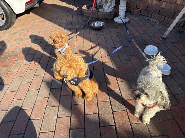 ジープ・コンパス ナイトイーグル　社外アルミホイールコーナーセンサアイドリングストップクルーズコントローラ　ＥＴＣ　スマートキー　横滑り防止　頸部衝撃緩和ヘッドレスト　ルーフレールパークアシスト　ＵＳＢ入力端子　Ｂｌｕｅｔｏｏｔｈ接続（44枚目）