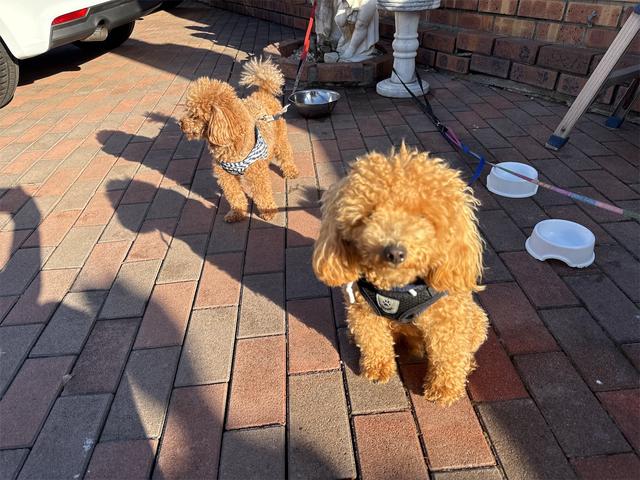 ジープ・コンパス ナイトイーグル　社外アルミホイールコーナーセンサアイドリングストップクルーズコントローラ　ＥＴＣ　スマートキー　横滑り防止　頸部衝撃緩和ヘッドレスト　ルーフレールパークアシスト　ＵＳＢ入力端子　Ｂｌｕｅｔｏｏｔｈ接続（45枚目）