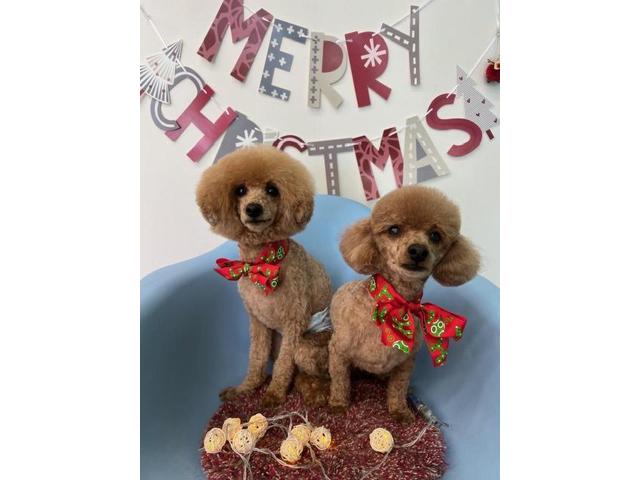 新着の作業実績