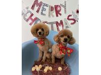 新着の作業実績