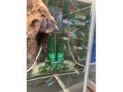 テトラちゃん達