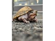 店内警備 カメ吉