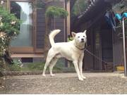 看板犬もおります。