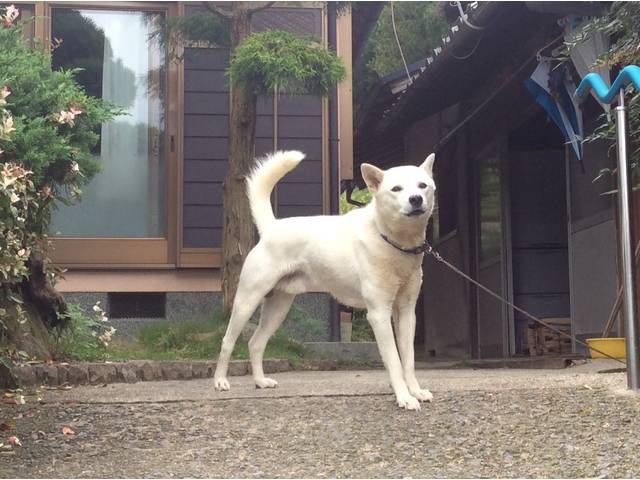 看板犬もおります。