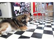 新車市場　東松山店8