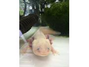 当社のマスコット「ウーパールーパーくん」です。見て下さい。癒されますよ！