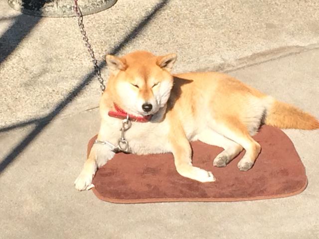 当店の看板犬「小春」もお客様のご来店をお待ちしております♪