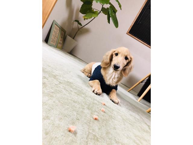 看板犬のシェル君がお客様をお出迎えします（＾－＾）