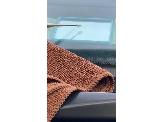 トヨタ30 アルファード フロントガラス フロントガラス飛び石 飛び石補修 福島県 郡山市 安積町