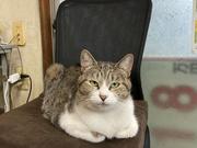 ほっこり担当 看板猫ちゃん