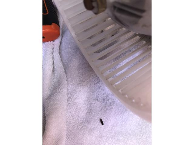 ランドクルーザープラド　エバポレーター洗浄　車のエアコン洗浄動画　カーエアコン洗浄埼玉千葉茨城神奈川福島群馬県栃木県静岡県愛知県大阪福岡熊本沖縄長野新潟
