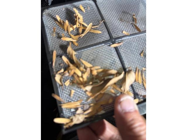 アバルト　124スパイダーのエアコンフィルター交換　エアコン臭い　エバポレーター洗浄　カーエアコンクリニーング　愛車のエアコン掃除屋さん　アバルト　アバルト１２４ スパイダー　電装系修理