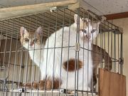 ヴィクトリーオート3