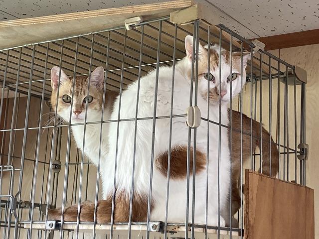 ヴィクトリーオート3