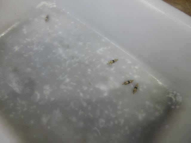 Ｙ様ＣＴ９Ａランエボ８、車検整備や各オイルにフルード類やクーラントの交換。