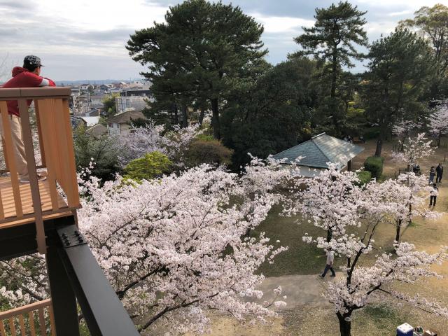 休日　つかの間の晴れ　桜　春