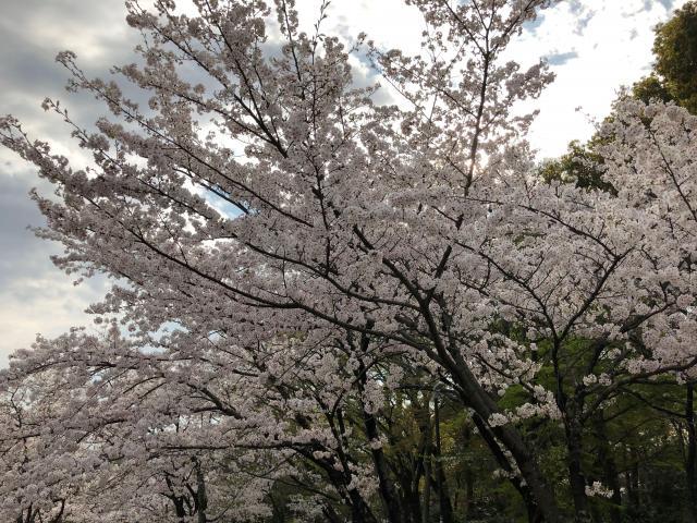 休日　つかの間の晴れ　桜　春