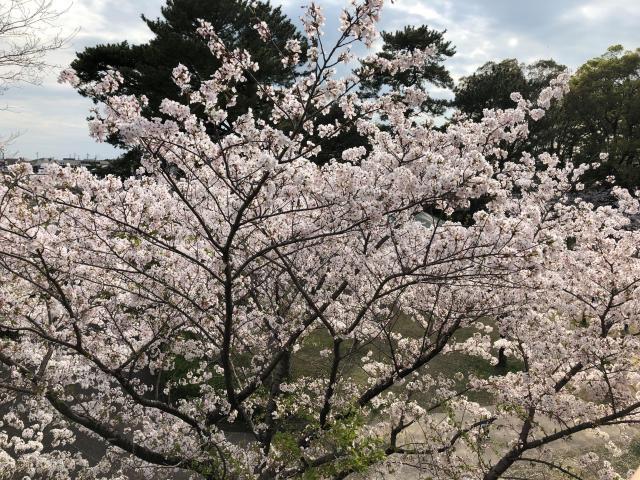 休日　つかの間の晴れ　桜　春