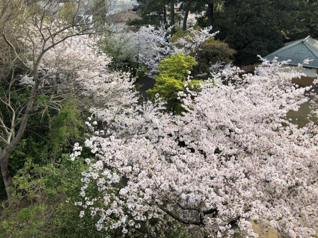 休日　つかの間の晴れ　桜　春