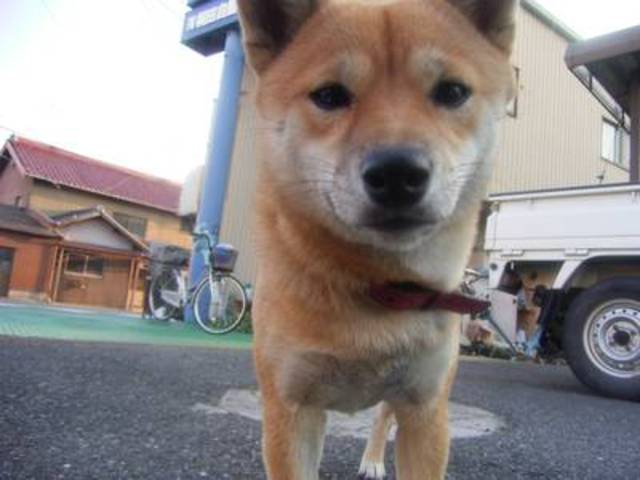 看板犬がお出迎えします♪
