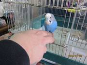 受付 ピーちゃん