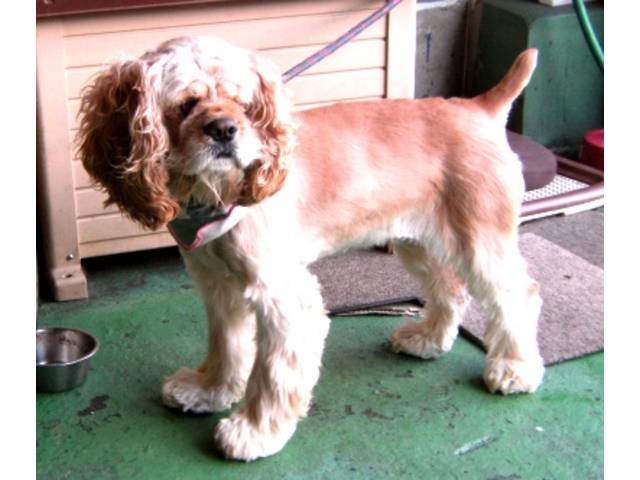 愛犬のラヴがお出迎えします