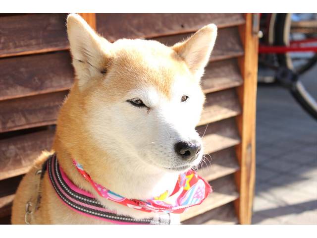 ★看板犬のチップです★