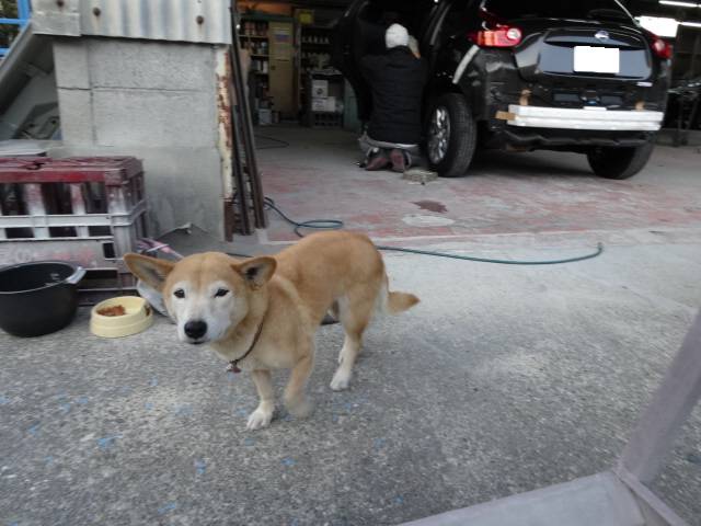 当店の看板犬です！人懐っこい性格なので、代表よりも人気者です（笑）