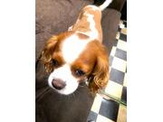 キャバリア エイン♂