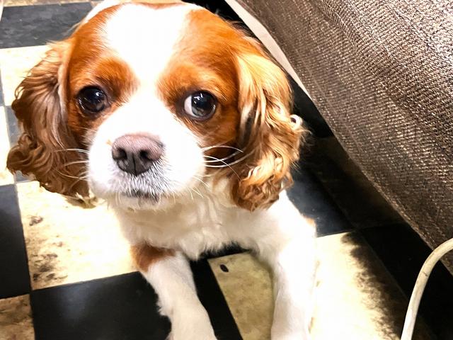 看板犬「エイン」がお出迎えします★