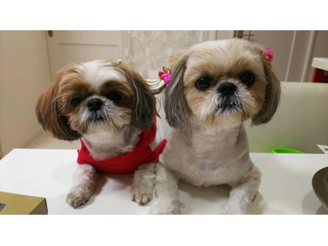 RIKAMOTORS サービス紹介の3つ目